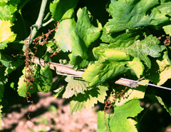 plquette_feuilles-dessechees