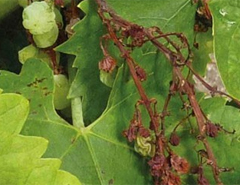 plquette_feuilles-fletries